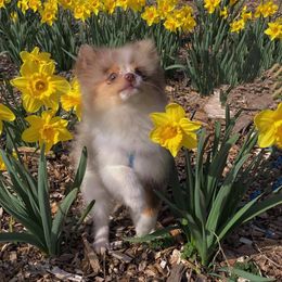 Pomeranians from Heavenly Pomeranians