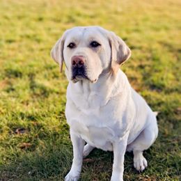 Gracie - Labrador Retriever