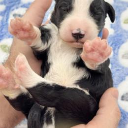 Tux - Black and white male Bernedoodle puppy in Claremont, North Carolina from Magnolia Grove Farms