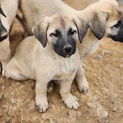 Central Asian Shepherd Dog and Kangal Puppies from VSH Kangal Dogs