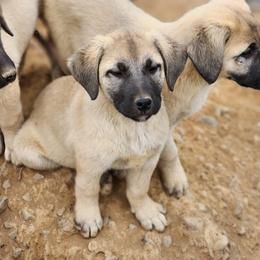 Central Asian Shepherd Dog and Kangal Puppies from VSH Kangal Dogs
