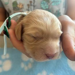 Zen - Golden male Cockapoo puppy in Adrian, Oregon from ApplebyFarm
