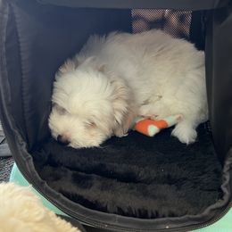 Coton de Tulear puppies from Aloha Cotons