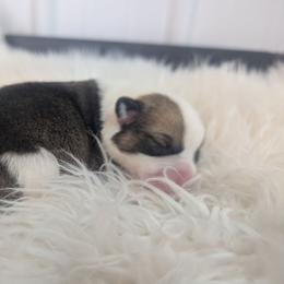 Pilgrim - Liver and white female Cardigan Welsh Corgi puppy in Hotchkiss, Colorado from Bell S Ranch