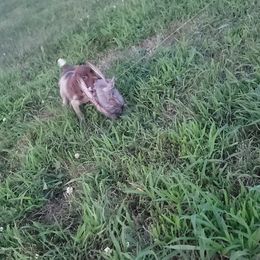 German Shorthaired Pointer Puppies from Silver Creek Short Hairs