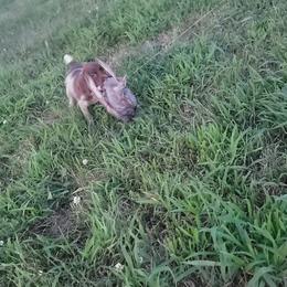 German Shorthaired Pointer Puppies from Silver Creek Short Hairs