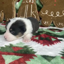 Boy 2 - Black and tan male Pembroke Welsh Corgi puppy in Rosharon, Texas from Morning Glory Corgis