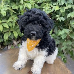 Happy (Snow White and the Seven Dwarfs Litter) - Black & white male Maltipoo puppy in St. George, Utah from Winchester Hills Poodles and Doodles