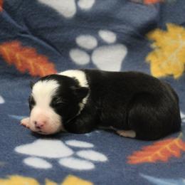 Boy 3 - male Border Collie puppy in Parsons, Kansas from Feathered Cactus Farm