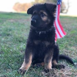 German Shepherd Puppies from Journey's German Shepherds (Kennel Vom Himmel)