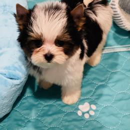 Biewer Terrier Puppies from Maddylane Biewer Terriers