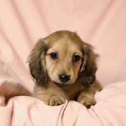 Dunstan price is 5000dollars - Cream male Dachshund puppy in Crystal, Michigan from Mare-bella Dachshunds