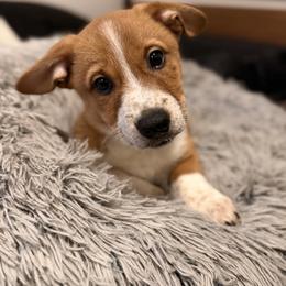 Nature - Fawn male Companion Cross puppy in San Francisco, California from Stonewall Cowboy Corgis