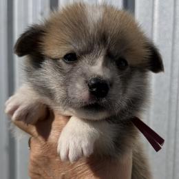 Mauve Collar Female - Sable female Pembroke Welsh Corgi puppy in Victoria, Texas from Clear Creek Corgis