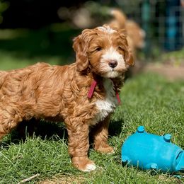 Australian Labradoodle Puppies from Cascade Canyon Labradoodles