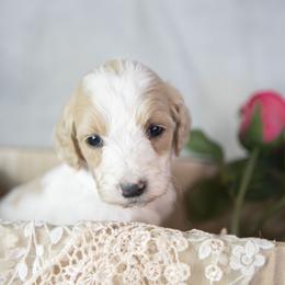 Peppermint Patty - Parti female Goldendoodle puppy in Seffner, Florida from Gold Diamond Pup