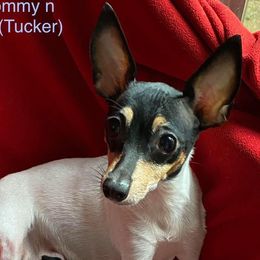 Ruby  - Toy Fox Terrier