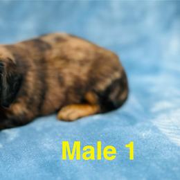 Frodo - Dapple male Dachshund puppy in Randleman, North Carolina from Deep River Aussies and Dachshunds