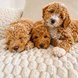 Goldendoodle and Golden Retriever Puppies from BloomingPuppies
