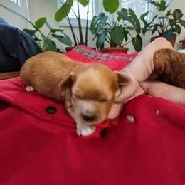 Pearl - Red female Cavapoo puppy in Salisbury, North Carolina from Carolina Canines