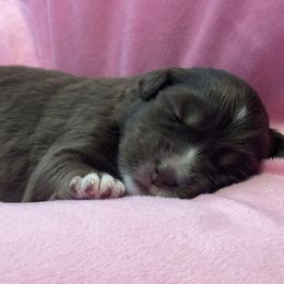 Australian Shepherd Puppies from Forgotten Coast Australian Shepherds
