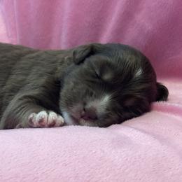 Australian Shepherd Puppies from Forgotten Coast Australian Shepherds