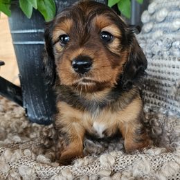 Dachshund Puppies from Long Mountain Long Dogs