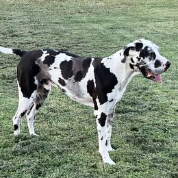 Great Dane All Grown Up from Riverwood Danes