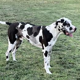 Great Dane All Grown Up from Riverwood Danes