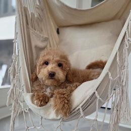 Apple pie - Apricot female Goldendoodle puppy in North Royalton, Ohio from Johnson's Doodles