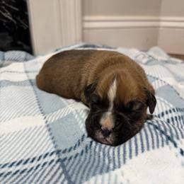 Boy 2 - Fawn male Boxer puppy in Prestonsburg, Kentucky from Bre’s Boxers
