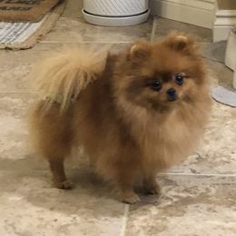 Pomeranian Puppies from Pardi Poms