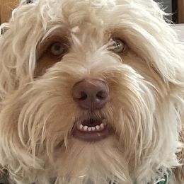 Australian Cobberdog Puppies from Faberge Australian Cobberdogs