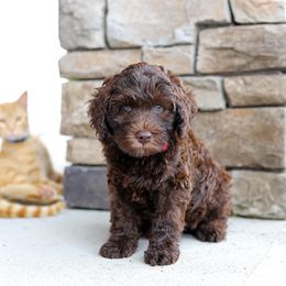 Red - Chocolate male Australian Labradoodle puppy in Williamstown, New York from Lewis Manor Labradoodles