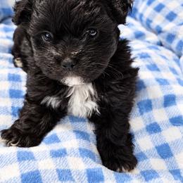 Shadow - Black and white male Shihpoo puppy in Sumter, South Carolina from DWS KENNEL SERVICES