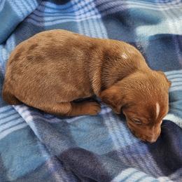 Darla - Dapple female Dachshund puppy in Hartville, Missouri from Aimee C. Doxies