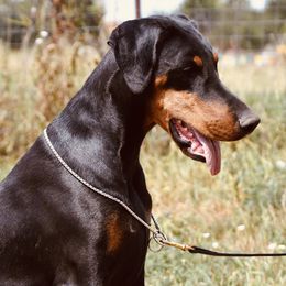 DESI - Doberman Pinscher