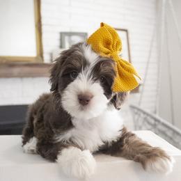 Dolley - Yellow Collar - Tri-color female Bernedoodle puppy in Lehi, Utah from Our Little Farm Life Doodles