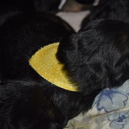 German Shepherd Puppies from Import German Shepherds of Kansas