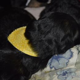 German Shepherd Puppies from Import German Shepherds of Kansas
