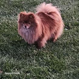 Minka (retired) - Pomeranian
