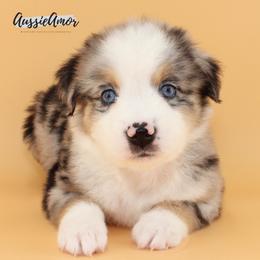 Blue Merle 6 - Blue merle male Miniature Australian Shepherd puppy in Pinehurst, Texas from Aussie Amor