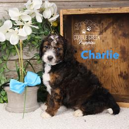 Charlie - Sable male Bernedoodle puppy in Heyworth, Illinois from Cobble Creek Puppies