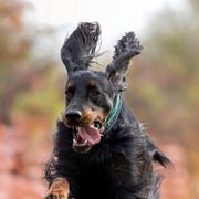 Gordon Setters from Tri-sett