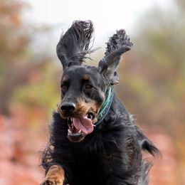 Gordon Setters from Tri-sett