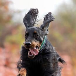 Gordon Setters from Tri-sett