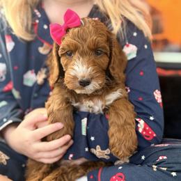 Tinsel - Red female Australian Labradoodle puppy in Summerfield, North Carolina from Four Oaks Labradoodles