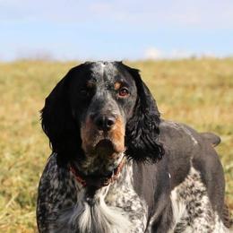 English Springer Spaniels from Prairie Lane Springer Spaniels