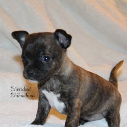 May - Fawn brindled black female Chihuahua puppy in Willamina, Oregon from Cherished Chihuahuas
