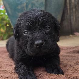 Boy 5 - Black male Labrador Retriever puppy in Napavine, Washington from StormyDaze Labradors & Beagles
